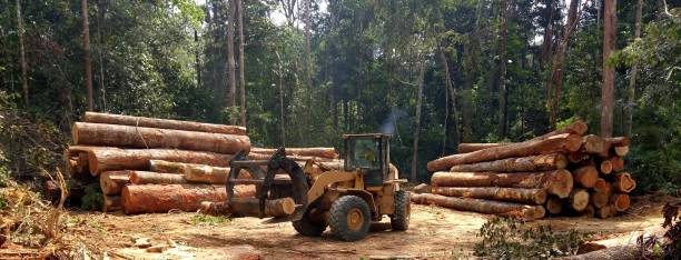 Reliable Center Point, NM Tree Care Solutions