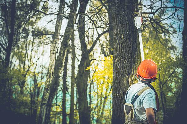  Center Point, NM Tree Care Pros